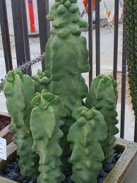 Use this cactus as a showy display in cactus gardens, or in attractive containers or raised beds with other cactus and succulent plants. Pachycereus Schottii F Monstrosus Totem Pole Cactus Is A Slow Growing Smooth Skinned Columnar Cactus 12 Fee Succulent Landscaping Succulents Cactus Plants