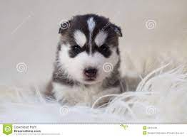 Newborn Husky Puppy Pictures Cute Dogs Gallery Newborn Puppies Puppy Dog Pictures Puppy Pictures