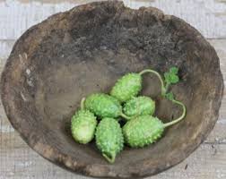 Image result for Cucumis anguria