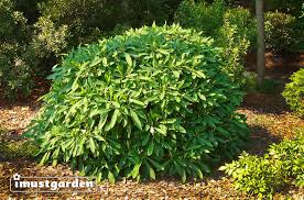 This shrub is deciduous so it will lose all its leaves in autumn a native to woodlands in the himalayas and china, this gorgeous plant is closely related to daphnes. Edgeworthia Chrysantha Aka Paper Bush Or Yellow Daphne I Must Garden Blog