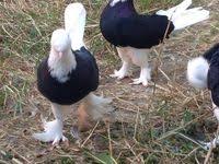 Las Palomas Evcil Hayvanlar Guzel Kuslar Hayvanlar