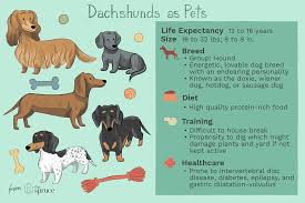 Sausage dogs, as some people prefer to call dachshunds, are energetic, friendly, and loving dogs with an endearing personality. Dachshund Full Profile History And Care