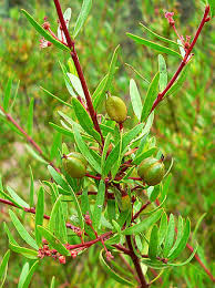 Image result for Oldfieldia dactylophylla