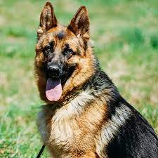 Blanchardstown corporate park dublin 15 co. Gradlyn Petshipping The Animal Travel Agency