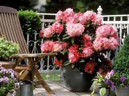Bold Rhododendron In Glazed Container Garden Containers Container Gardening Small Space Gardening