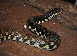 Thought i would share some pics of him. Madagascar Giant Hognose Snake Alexandria Zoo