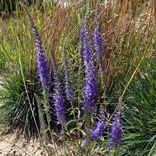 Pseudolysimachion spicatum) is a species of flowering plant in the family plantaginaceae. Veronica Spicata Pseudolysimachion Spicatum