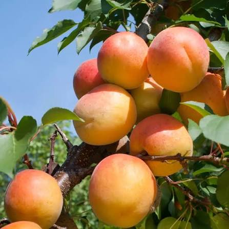 Cais Pannonia | Sweet Garden