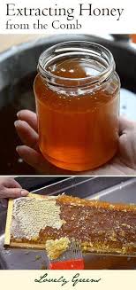 How To Extract Honey From The Comb Lovely Greens In 2020 Bee Keeping Honey Beekeeping For Beginners
