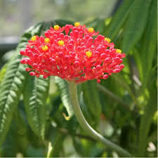 Image result for Jatropha multifida