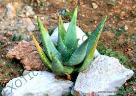 Image result for Aloe littoralis