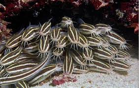 Check spelling or type a new query. Suka Ke Pantai Hati Hati Sama 15 Hewan Laut Lucu Ini