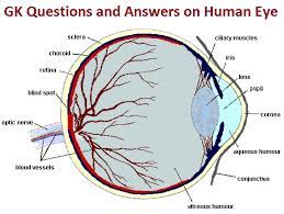 Can carrots help your vision? Gk Questions And Answers On Human Eye