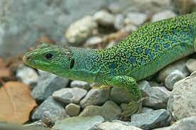 female eyed lizard jeweled lizard lacerta lepida lizard reptiles chameleon lizard
