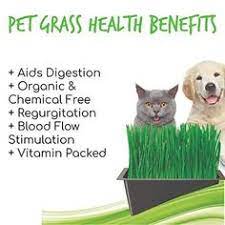 Organic Cat Grass Seeds Blend Non Gmo Grass For Cats Dogs Pets Cat Grass Pet Grass Dog Safe Plants