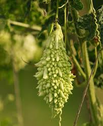 Leaves and fruit of the bitter gourd plant contain abundant. Growing Organic Bitter Gourd On Terrace At Home Gardening Tips