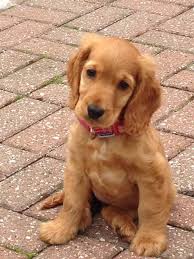 Black And Tan Cocker Spaniel For Sale Los Angeles Click Visit Site And Check Out Best English Cocker Spaniel T Shirts This Website Is English Cocker Spaniel Puppies Cocker Spaniel Puppies Cocker Spaniel Dog