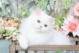 I can challenge anyone who's watching this video to. Persian Fluffy White Cat With Blue Eyes Pets Lovers