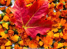 Tons of awesome free thanksgiving screensavers wallpapers to download for free. New Screensavers For Thanksgiving Day