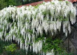 Pin On New House Design Gardening