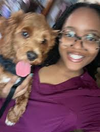 Lost cockapoo in Niagara Falls area