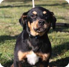 The family i have now tells me that i am a true cutie and any family would be lucky to have me. Westport Ct Rottweiler Meet Thor Pending A Pet For Adoption