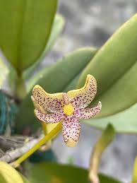 Image result for Bulbophyllum ballii