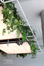 Bawa Cafe Hawthorn A Chronicle Of Gastronomy Melbourne Food Blog Hanging Plants Indoor Interior Plants Hanging Plants