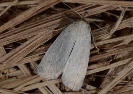 Image result for Photedes morrisii