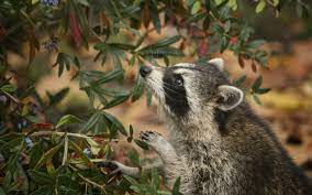 pin by helen on zhivotnye cute animals animals cute raccoon