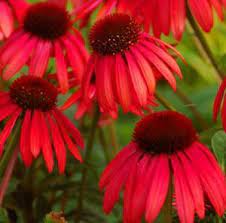 Big Sky Twilight Echinacea Plant Coneflower Ideas Flowers Red Flowers Spring Plants Echinacea