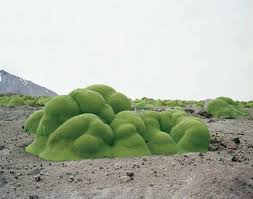 The World S Oldest Living Things A Decade Long Photographic Masterpiece At The Intersection Of Art Science And Philosophy Old Things Natural World Plants