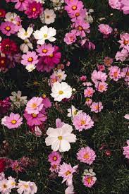 The Lost Flowers Of Kyoto Flowers Camellia Tree Flower Pictures
