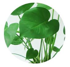 すべての美しい花の画像 これまでで最高のハート の 観葉 植物