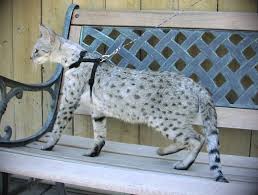 But there are a lot of misconceptions when it comes to their size. Savannah Cat Savannah Cats Full Grown Info Savannah Cat Savannah Cats Is A Savannah Cat Savannah Kitten Ashera Cat