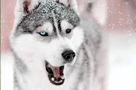 We are asked to take in many new huskies every week, and unfortunately we often have to turn some away. Siberian Husky Dog Breed Information Characteristics Daily Paws