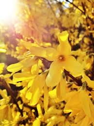 Forsythia Suspensa Flowers Close Up Forsythia Suspensa Flowers On A Sunny Day Affiliate Flowers Suspensa Forsythia Flowers Forsythia Flower Images