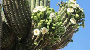 Cereus peruvianus grafting stock cactus night bloo. Peruvian Apple Cactus And Its Night Blooming Flowers Owlcation