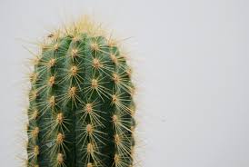 Putting a cactus near the sunny window is. Collecting Clean Water From Air Inspired By Desert Life
