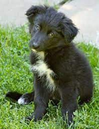 Karma The Border Collie Mix Collie Mix Border Collie Mix Dog Mom