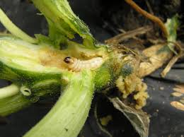 The reason this is important when growing zucchini is because its flowers need to be pollinated to form a viable fruit, and each female flower is only open for one day. Gardening In Upstate Ny How To Save Zucchini From The Squash Vine Borer