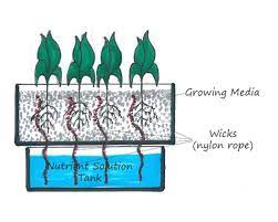 Enam Macam Sistem Bercocok Tanam Hidroponik Yang Perlu Anda Ketahui Veritrust