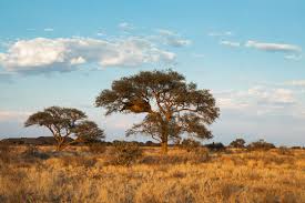 Image result for Acacia erioloba