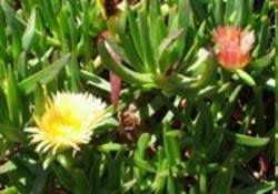Image result for Callilepis laureola