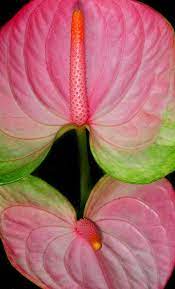 Pin By Celia Nocum On Flowers Breathtaking Anthurium Flower Most Beautiful Flowers Beautiful Flowers