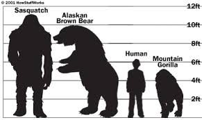 New Bigfoot Information