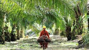 Tripadvisor has reviews of kelapa sawit hotels, attractions, and restaurants making it your best kelapa sawit resource. 25 Perusahaan Ini Kuasai Lahan Kelapa Sawit Di Ri