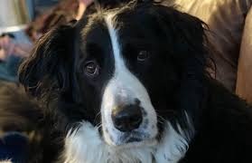 Border collies are high energy dogs. 15 Bernese Mountain Dog Mixes You Ve Never Seen Petpress