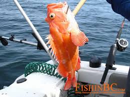 rockfish id free access to the best online document