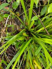 Image result for Kyllinga erecta